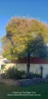 Tree Trimming Adelaide.jpg